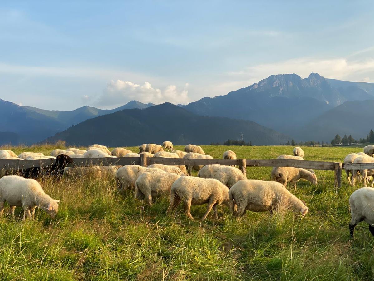 Apartament Pod Wierchem Zakopane Exteriér fotografie